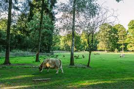 Tierpark Etagenwohnung K�n